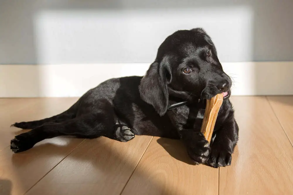Black Labrador puppy chewing on bone