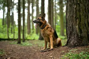 German Shepherd next to a tree