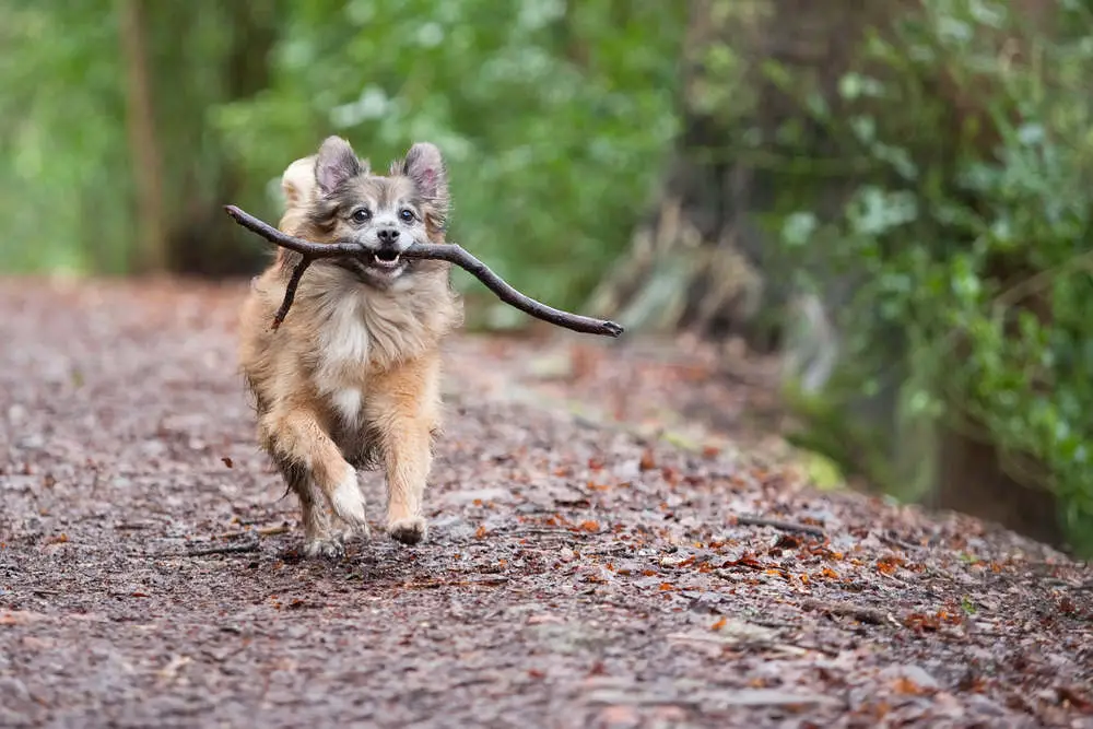 small dog playing fetch with a stick
